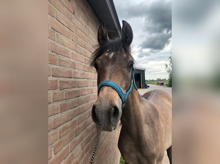 Arabian horses Stallion 1 year 14,1 hh White in Hardinxveld-Giessendam