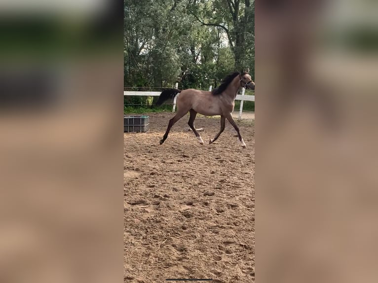 Arabian horses Stallion 1 year 14,1 hh White in Hardinxveld-Giessendam