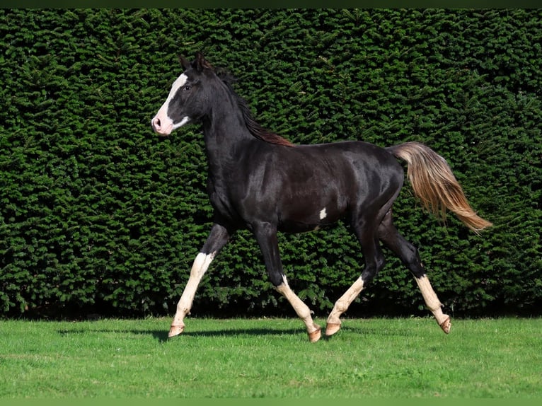 Arabian horses Stallion 1 year 14.2 hh Black in GOVEN