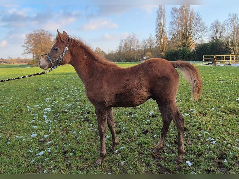 Arabian horses Stallion 1 year 14,2 hh Brown Falb mold in Duizel