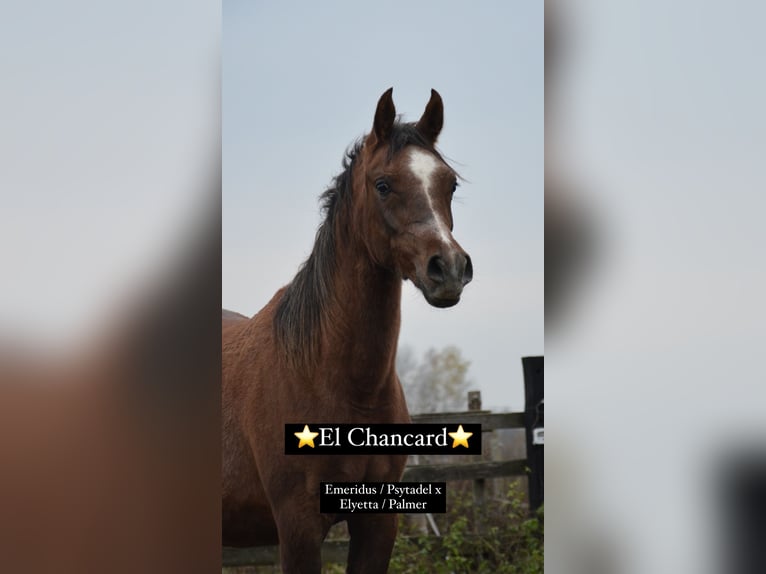 Arabian horses Stallion 1 year 14,2 hh Chestnut in HALINÓW