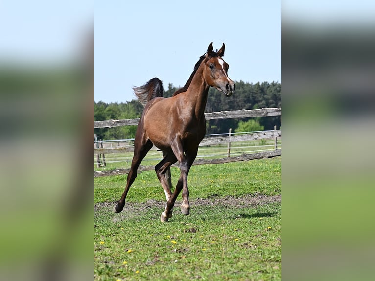 Arabian horses Stallion 1 year 14,2 hh Chestnut in HALINÓW