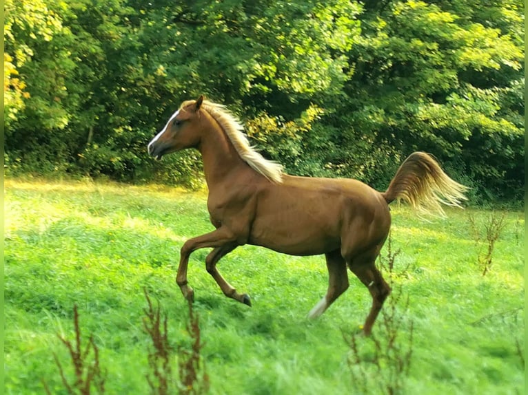 Arabian horses Stallion 1 year 14,2 hh Chestnut-Red in Kassel