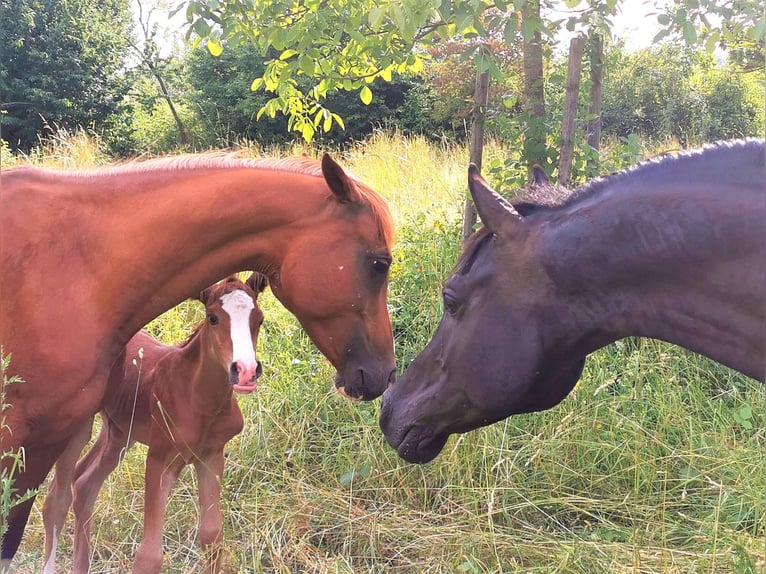 Arabian horses Stallion 1 year 14,2 hh Chestnut-Red in Kassel