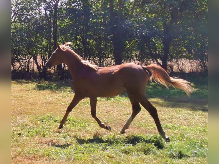 Arabian horses Stallion 1 year 14,2 hh Chestnut-Red in Kassel