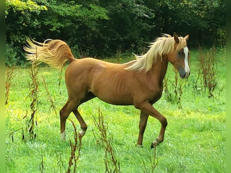 Arabian horses Stallion 1 year 14,2 hh Chestnut-Red in Kassel