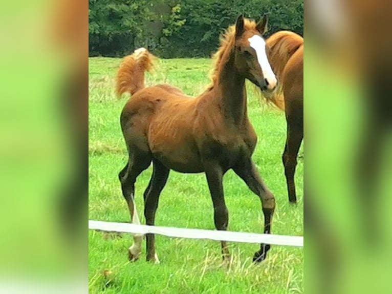 Arabian horses Stallion 1 year 14,2 hh Chestnut-Red in Kassel