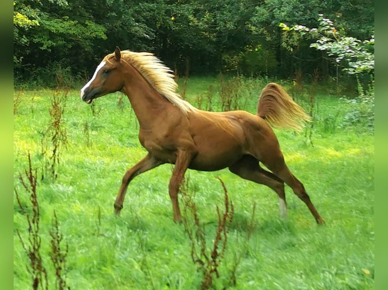 Arabian horses Stallion 1 year 14,2 hh Chestnut-Red in Kassel