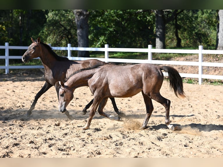 Arabian horses Stallion 1 year 14,2 hh Gray in Jovariškės