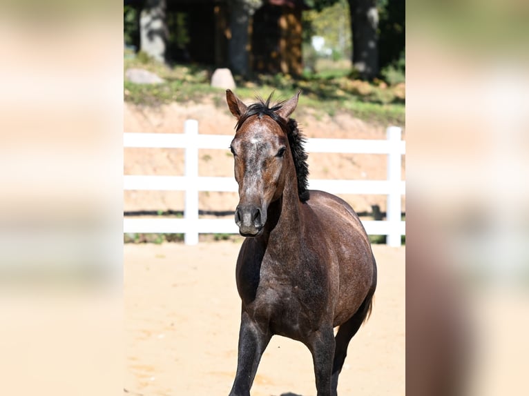 Arabian horses Stallion 1 year 14,2 hh Gray in Jovariškės