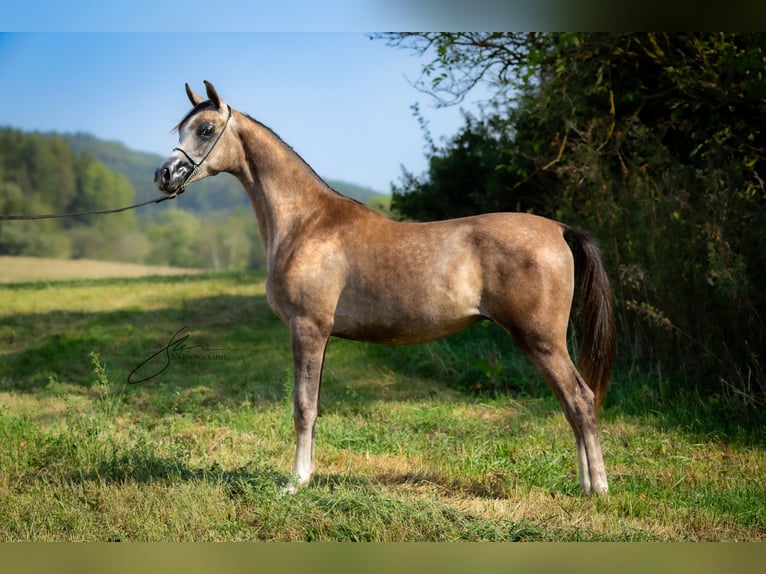 Arabian horses Stallion 1 year 14,2 hh Gray in Komárov