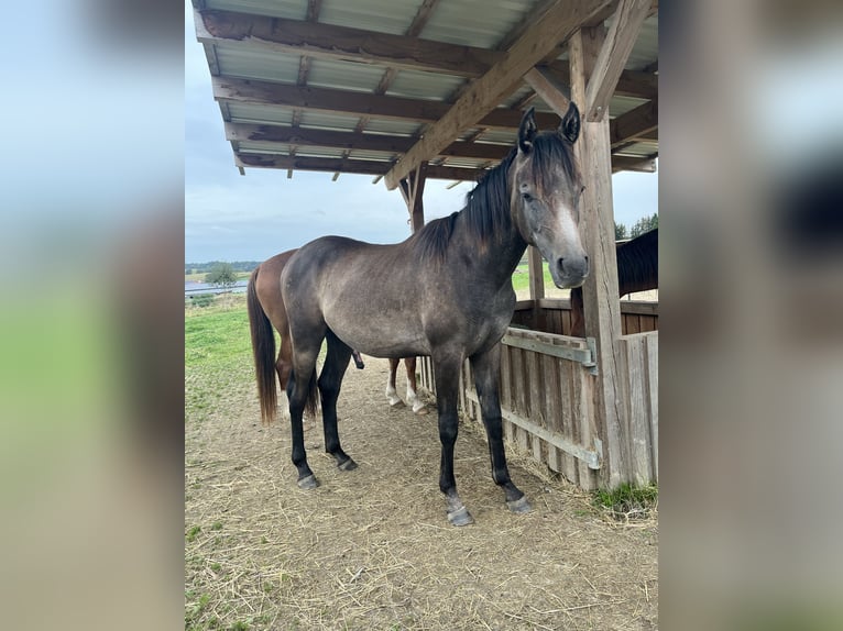 Arabian horses Stallion 1 year 14,3 hh Gray-Dark-Tan in Wain