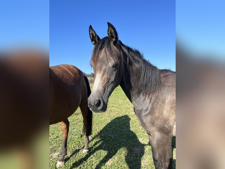 Arabian horses Stallion 1 year 14,3 hh Gray-Dark-Tan in Wain