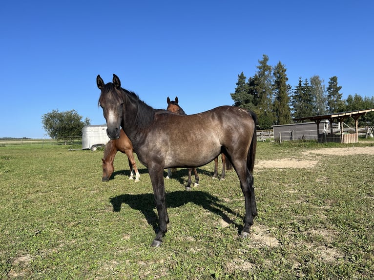 Arabian horses Stallion 1 year 14,3 hh Gray-Dark-Tan in Wain