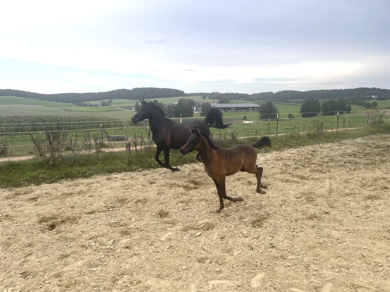 Arabian horses Stallion 1 year 14,3 hh Gray-Dark-Tan in Wain