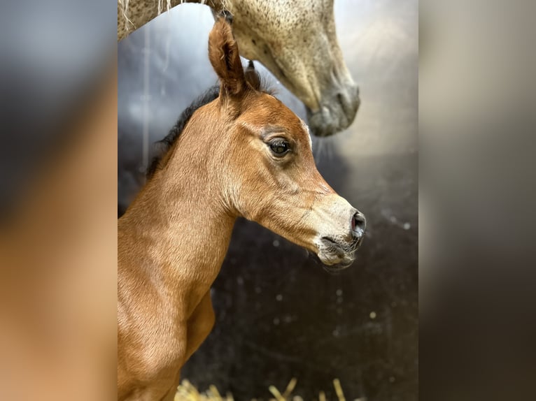 Arabian horses Stallion 1 year 14,1 hh Brown in Uddel