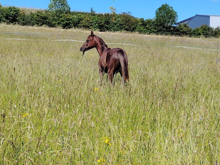 Arabian horses Stallion 1 year 14,1 hh Gray-Red-Tan in Metz