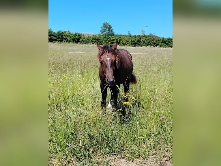 Arabian horses Stallion 1 year 14,1 hh Gray-Red-Tan in Metz