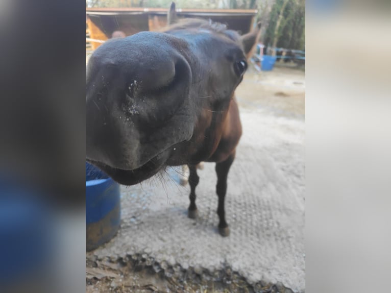 Arabian horses Stallion 1 year 14,1 hh Gray-Red-Tan in Metz