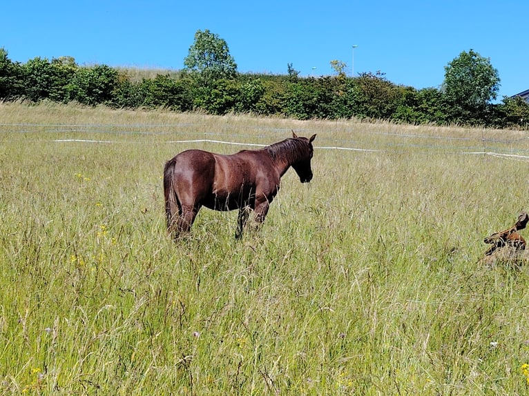 Arabian horses Stallion 1 year 14,1 hh Gray-Red-Tan in Metz