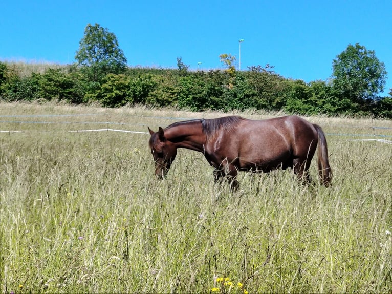 Arabian horses Stallion 1 year 14,1 hh Gray-Red-Tan in Metz