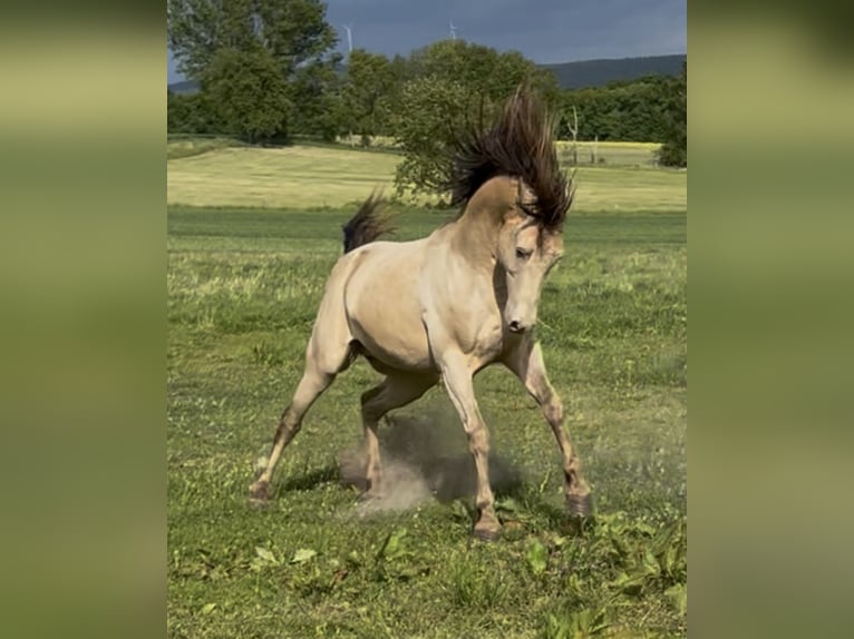 Arabian horses Stallion 1 year 14,2 hh Champagne in Haunetal