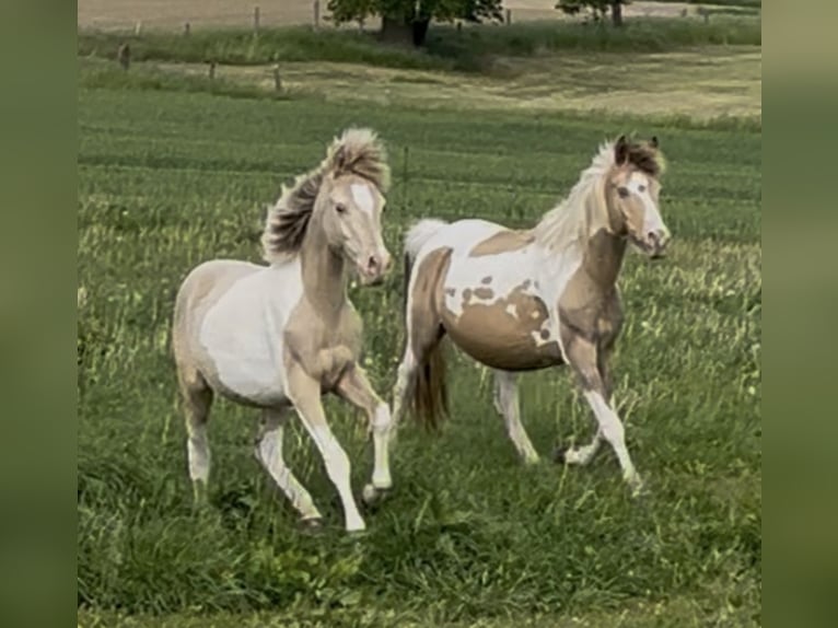 Arabian horses Stallion 1 year 14,2 hh Champagne in Haunetal