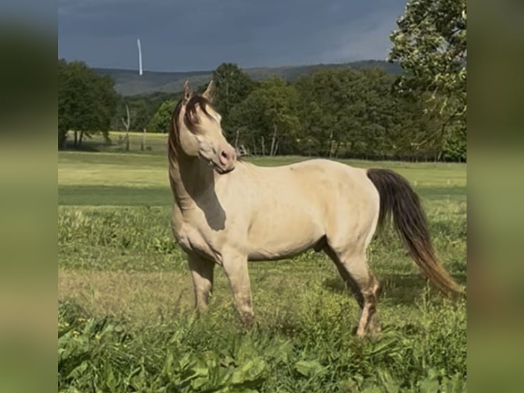 Arabian horses Stallion 1 year 14,2 hh Champagne in Haunetal