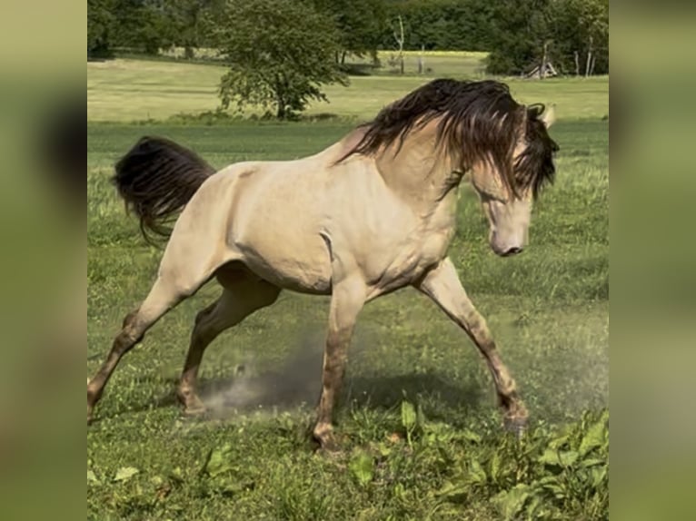 Arabian horses Stallion 1 year 14,2 hh Champagne in Haunetal