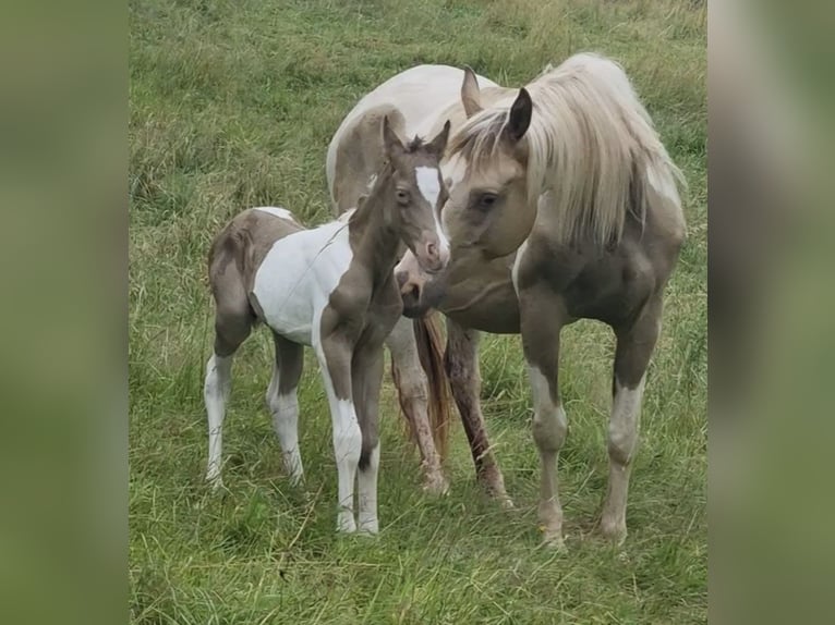 Arabian horses Stallion 1 year 14,2 hh Champagne in Haunetal