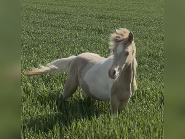 Arabian horses Stallion 1 year 14,2 hh Champagne in Haunetal