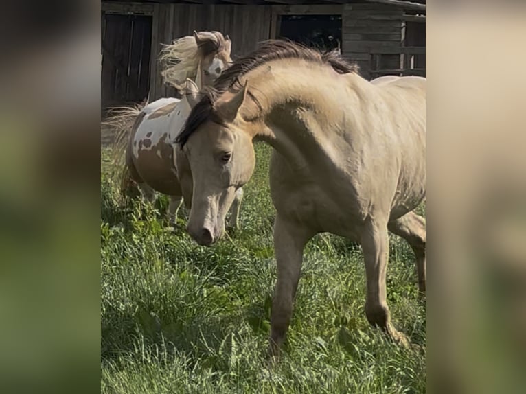 Arabian horses Stallion 1 year 14,2 hh Champagne in Haunetal