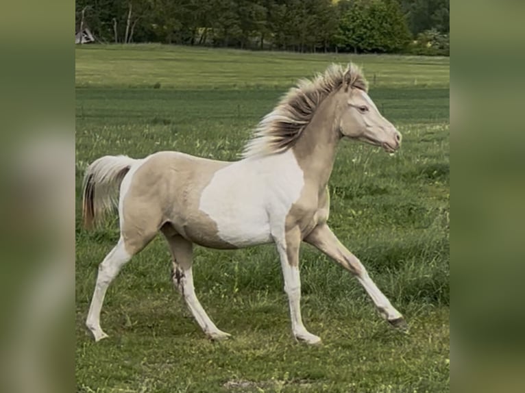 Arabian horses Stallion 1 year 14,2 hh Champagne in Haunetal
