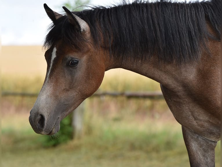 Arabian horses Stallion 1 year 14,2 hh Gray in Elxleben