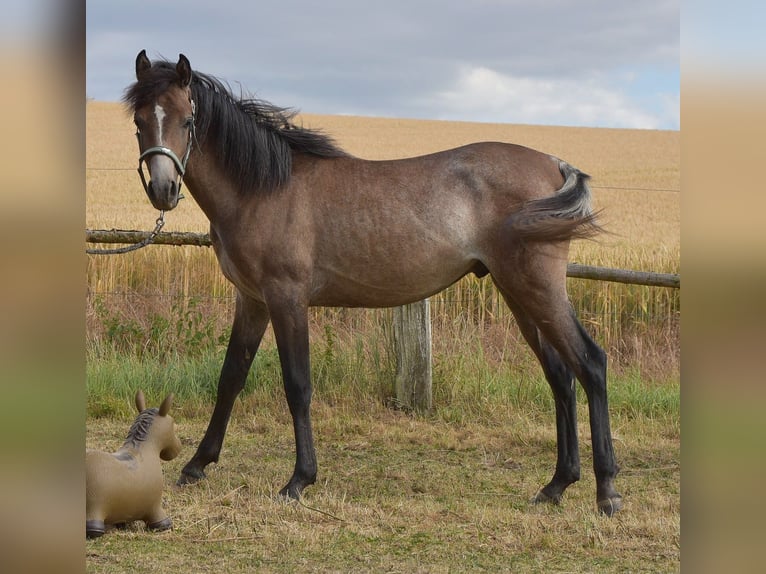 Arabian horses Stallion 1 year 14,2 hh Gray in Elxleben