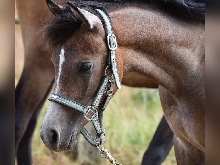 Arabian horses Stallion 1 year 14,2 hh Gray in Elxleben