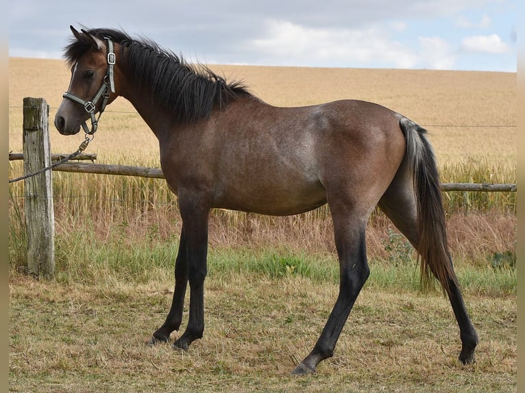 Arabian horses Stallion 1 year 14,2 hh Gray in Elxleben