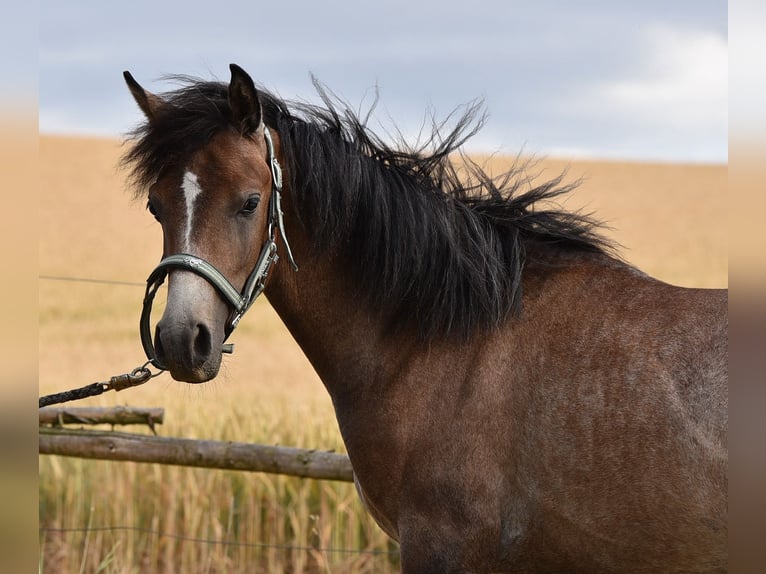 Arabian horses Stallion 1 year 14,2 hh Gray in Elxleben