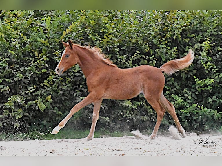 Arabian horses Stallion 1 year 14,3 hh Chestnut in Scheeßel