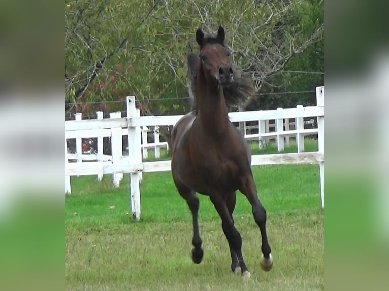 Arabian horses Stallion 1 year 15,1 hh Bay-Dark in Bordeaux