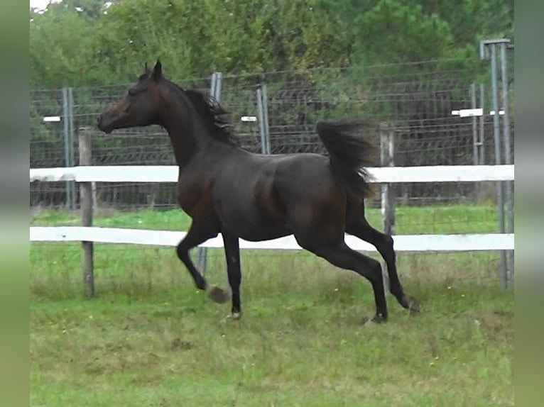 Arabian horses Stallion 1 year 15,1 hh Bay-Dark in Bordeaux