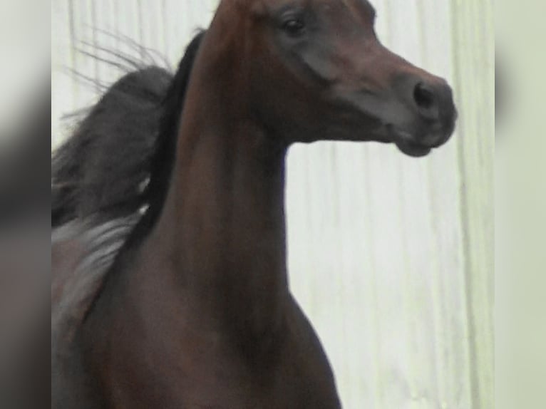 Arabian horses Stallion 1 year 15,1 hh Bay-Dark in Bordeaux