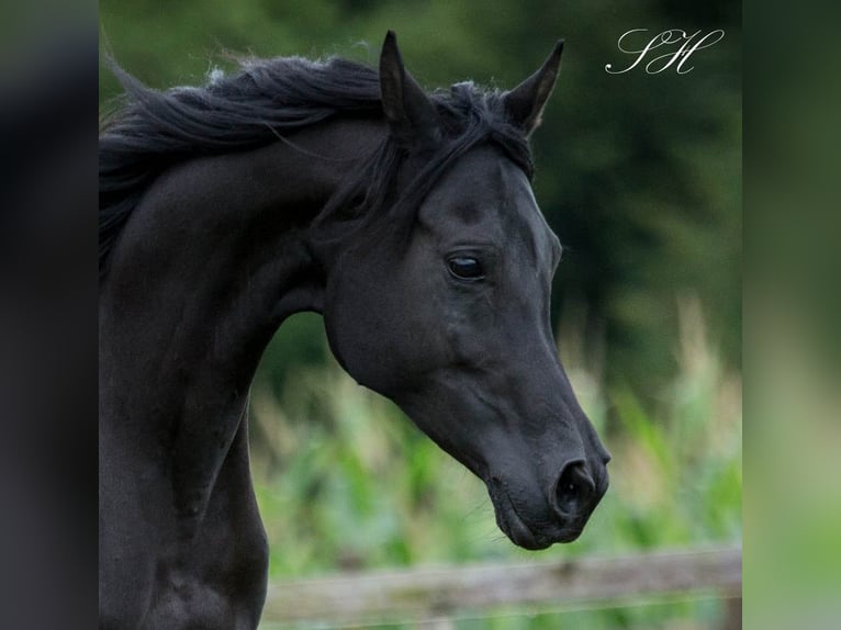 Arabian horses Stallion 1 year 15,1 hh Black in Hagendorn