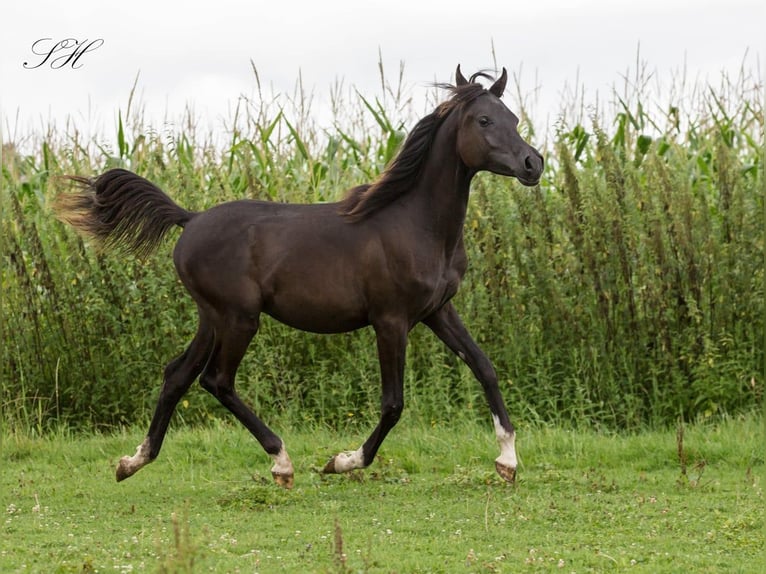 Arabian horses Stallion 1 year 15,1 hh Black in Hagendorn