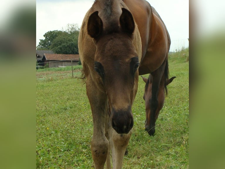 Arabian horses Stallion 1 year 15,1 hh Black in Johanniskirchen