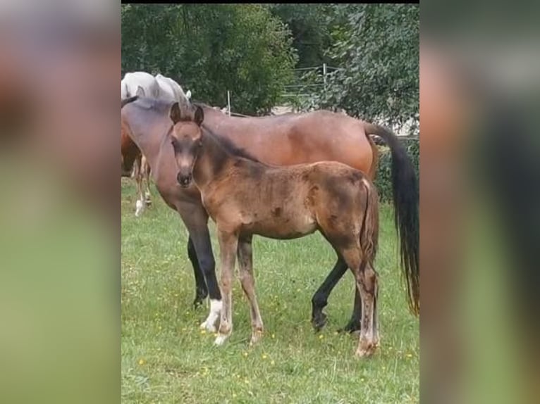 Arabian horses Stallion 1 year 15,1 hh Black in Johanniskirchen