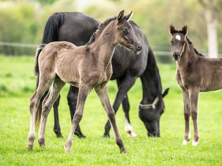 Arabian horses Stallion 1 year 15,1 hh Black in Herzberg am Harz