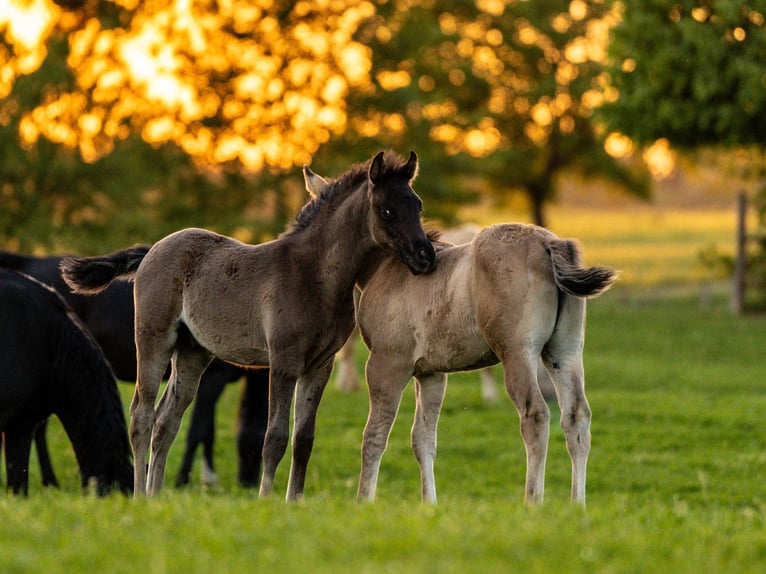 Arabian horses Stallion 1 year 15,1 hh Black in Herzberg am Harz