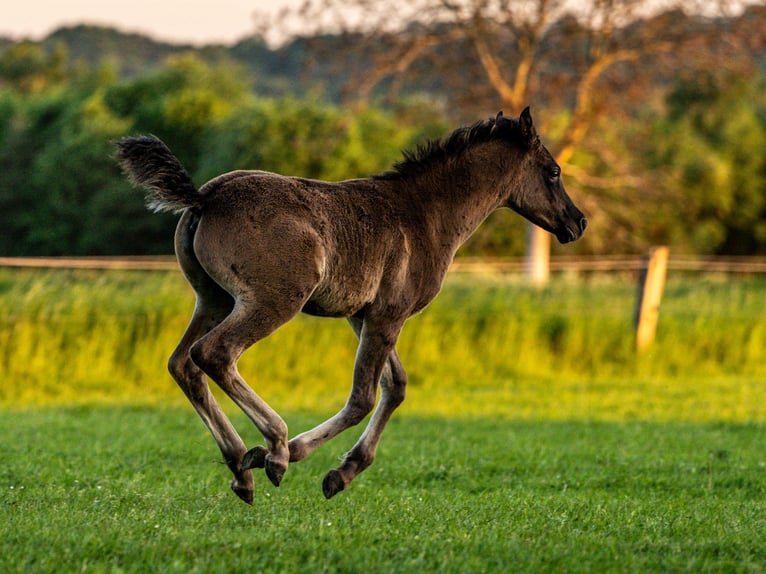 Arabian horses Stallion 1 year 15,1 hh Black in Herzberg am Harz