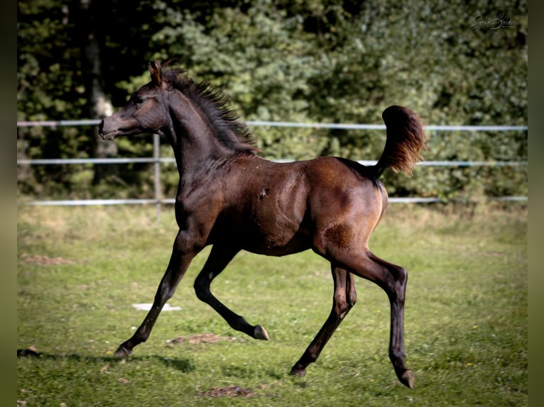 Arabian horses Stallion 1 year 15,1 hh Black in Pastetten